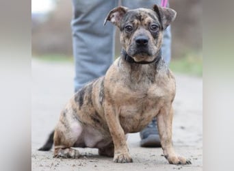 Milka - vorsichtige Hündin, mit Geduld und Liebe blüht sie auf