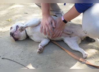 Bijou - gegenüber Menschen sehr freundlich und verschmust