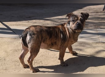 Milka - vorsichtige Hündin, mit Geduld und Liebe blüht sie auf