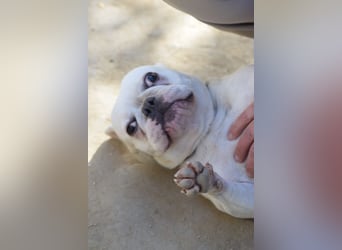 Bijou - gegenüber Menschen sehr freundlich und verschmust