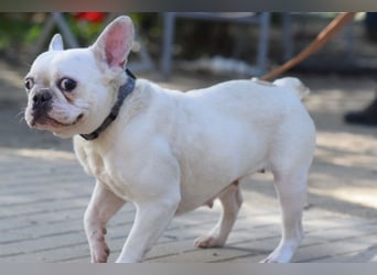 Bijou - gegenüber Menschen sehr freundlich und verschmust