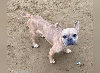 Alicent - aufgeweckte, freundliche Hündin, ein absoluter Traum