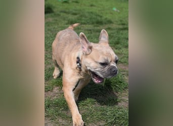 Alicent - aufgeweckte, freundliche Hündin, ein absoluter Traum