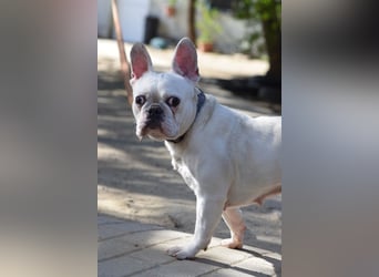 Bijou - gegenüber Menschen sehr freundlich und verschmust