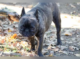 Rico - ein äußerst lustiger und freundlicher Rüde