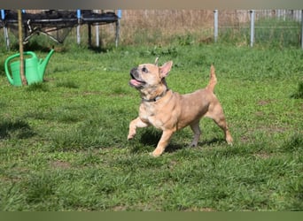 Alicent - aufgeweckte, freundliche Hündin, ein absoluter Traum