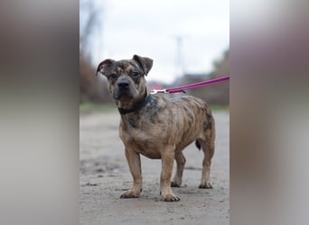 Milka - vorsichtige Hündin, mit Geduld und Liebe blüht sie auf