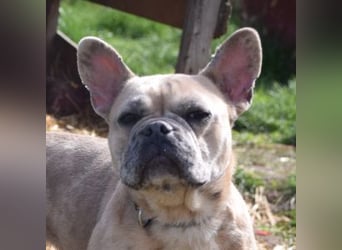 Alicent - aufgeweckte, freundliche Hündin, ein absoluter Traum