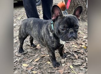 Rico - ein äußerst lustiger und freundlicher Rüde