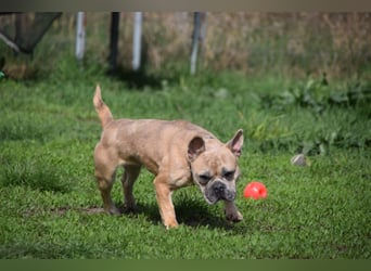Alicent - aufgeweckte, freundliche Hündin, ein absoluter Traum