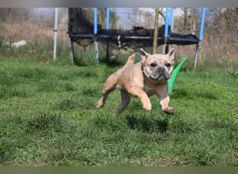 Alicent - aufgeweckte, freundliche Hündin, ein absoluter Traum