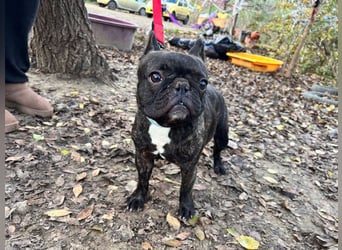 Rico - ein äußerst lustiger und freundlicher Rüde