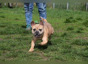 Alicent - aufgeweckte, freundliche Hündin, ein absoluter Traum