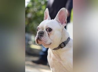 Bijou - gegenüber Menschen sehr freundlich und verschmust