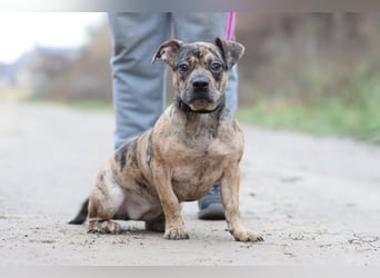 Milka - vorsichtige Hündin, mit Geduld und Liebe blüht sie auf