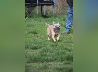 Alicent - aufgeweckte, freundliche Hündin, ein absoluter Traum