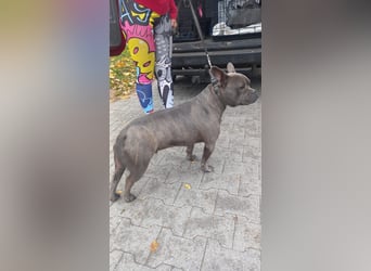 Deril-PP - sucht sein Für-immer-Zuhause!