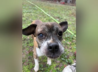 Mephisto BE - sucht ein liebevolles Zuhause