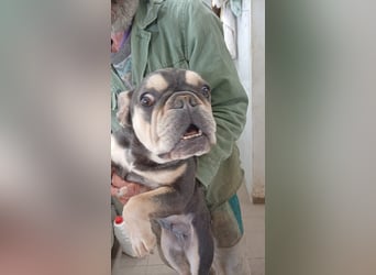 Sara-PP – zauberhafte Französische Bulldoggen- Dame sucht ihr Glück
