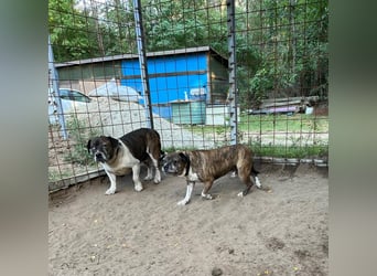 Mephisto BE - sucht ein liebevolles Zuhause