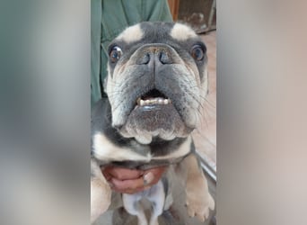 Sara-PP – zauberhafte Französische Bulldoggen- Dame sucht ihr Glück