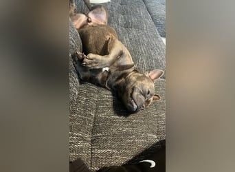 Deril-PP - sucht sein Für-immer-Zuhause!