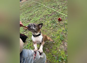 Mephisto BE - sucht ein liebevolles Zuhause