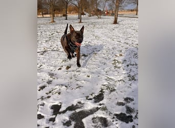 Deril-PP - sucht sein Für-immer-Zuhause!