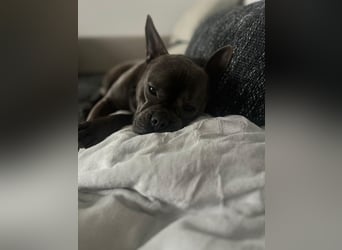 Deril-PP - sucht sein Für-immer-Zuhause!