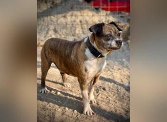 Mephisto BE - sucht ein liebevolles Zuhause