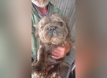 Greta- bezaubernde Französiche Bulldogge sucht ihr Glück