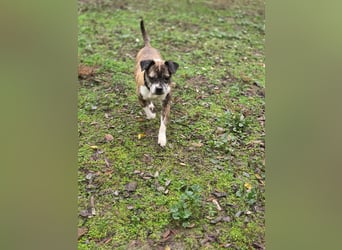 Mephisto BE - sucht ein liebevolles Zuhause