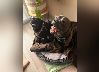 Deril-PP - sucht sein Für-immer-Zuhause!