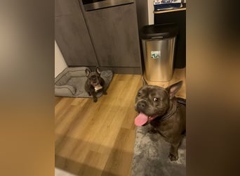 Deril-PP - sucht sein Für-immer-Zuhause!