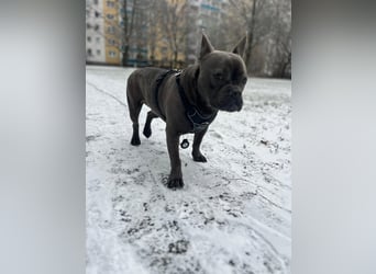 Deril-PP - sucht sein Für-immer-Zuhause!