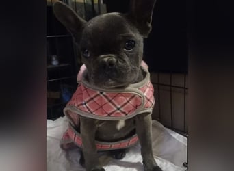 BUNNY - LIEBE HÜNDIN