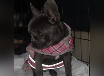 BUNNY - LIEBE HÜNDIN