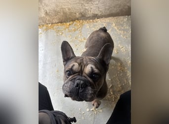 JACK MÖCHTE EINZELPRINZ SEIN