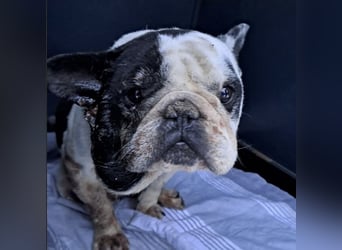 VINCENT KÄMPFT SICH ZURÜCK