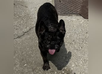 Coco - liebenswerter Kämpfer