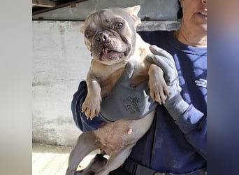 OFELIA SUCHT EIN NEUES KAPITEL