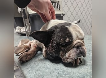 VINCENT KÄMPFT SICH ZURÜCK