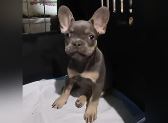 Audrey - lieb und anhänglich