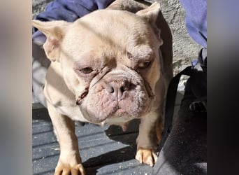 OFELIA SUCHT EIN NEUES KAPITEL