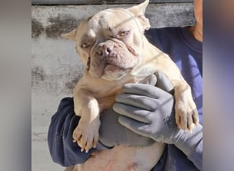 OFELIA SUCHT EIN NEUES KAPITEL