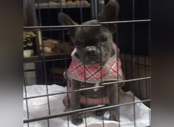 BUNNY - LIEBE HÜNDIN