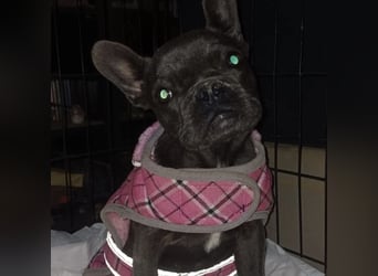 BUNNY - LIEBE HÜNDIN