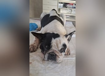 VINCENT KÄMPFT SICH ZURÜCK