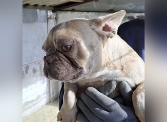 OFELIA SUCHT EIN NEUES KAPITEL