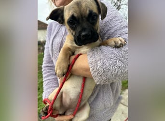 Latte, geboren 22.10.2025, 29cm sucht ihre Chance